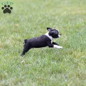 Wilma (Tiny), Boston Terrier Puppy